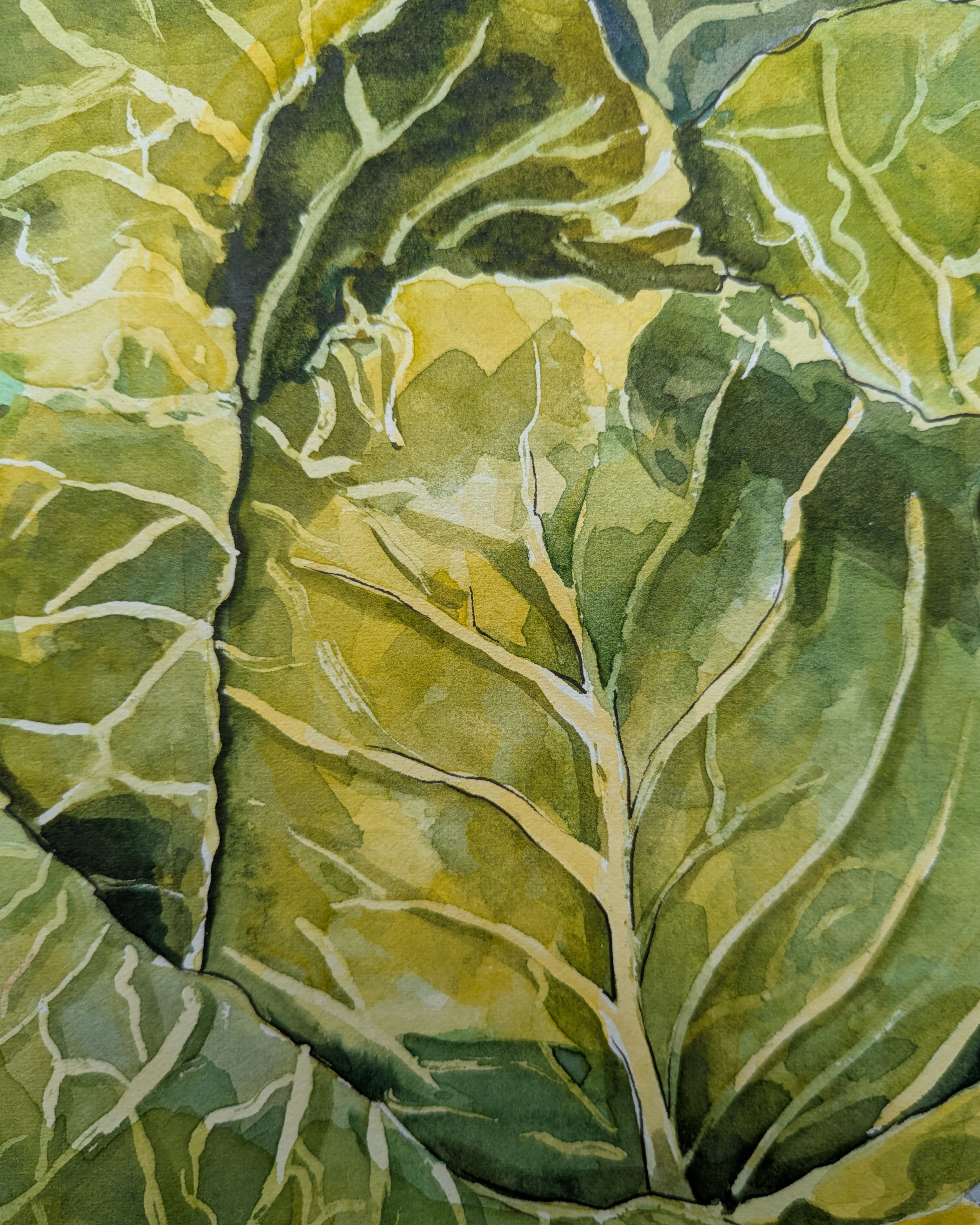 Cabbage from the Market — view 2